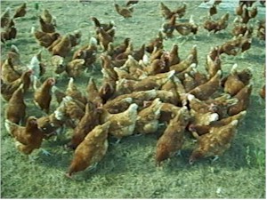 Click here to see Alpha Farm video.