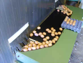 Eggs coming on conveyor from nest boxes. Click