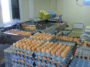 Egg Grader seperates eggs in to sizes. Click