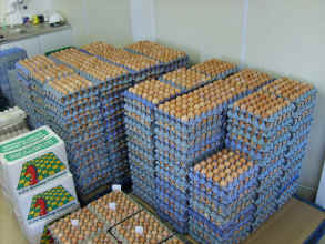 Eggs awaiting delivery. Click